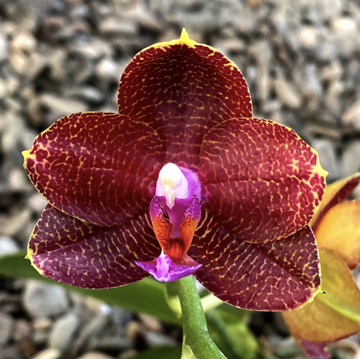 Phalaenopsis LD Sun Dragon