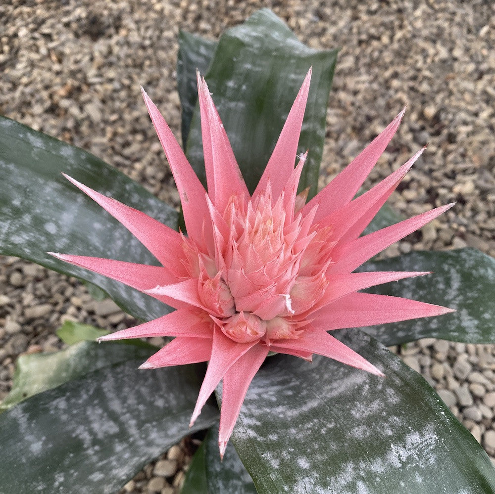 Aechmea Fasciata - Planta vaza, pret atractiv, livrare rapida