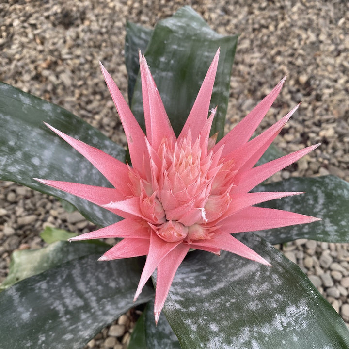 Aechmea Fasciata - Planta vaza, pret atractiv, livrare rapida