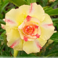Adenium Obesum 'Golden Dance'
