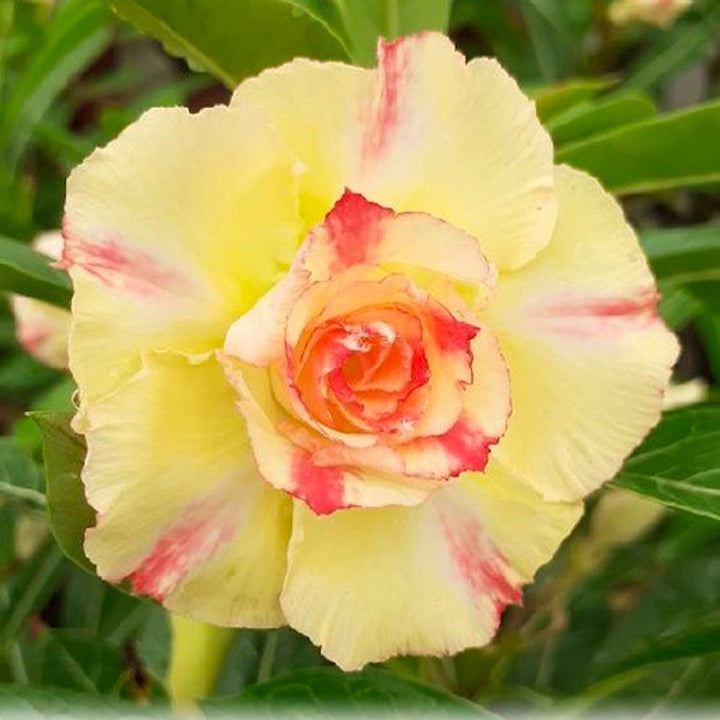 Adenium Obesum 'Golden Dance'