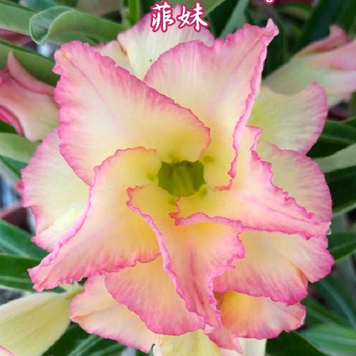 Adenium Obesum 'Fly'