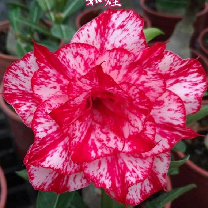 Adenium Obesum 'Smoke'