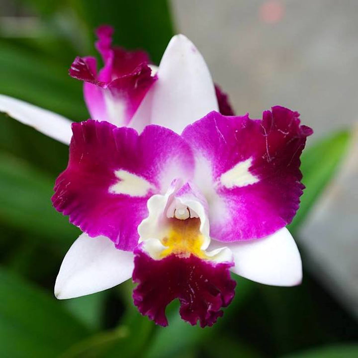 Rlc. Mari's Magic 'Chief Satisfaction'