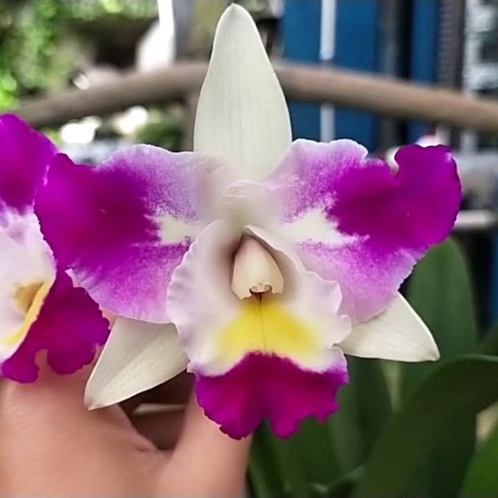 Rlc. Mari's Magic 'Chief Satisfaction'