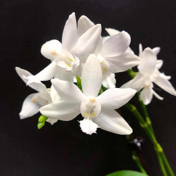 Phalaenopsis Brother Timothy 'SYK'