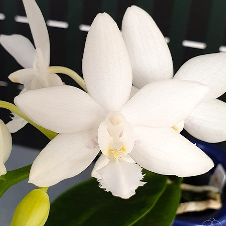 Phalaenopsis Brother Timothy 'SYK'