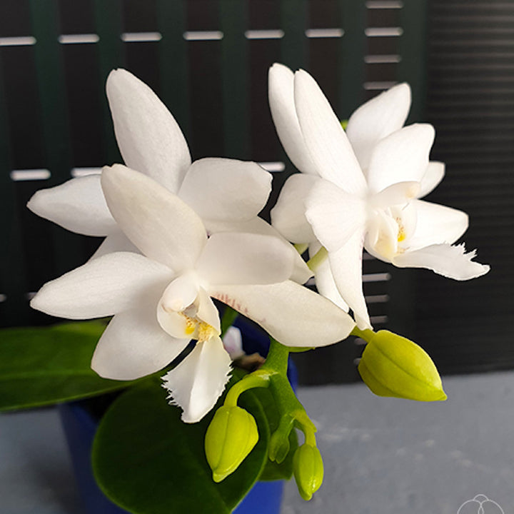 Phalaenopsis Brother Timothy 'SYK'