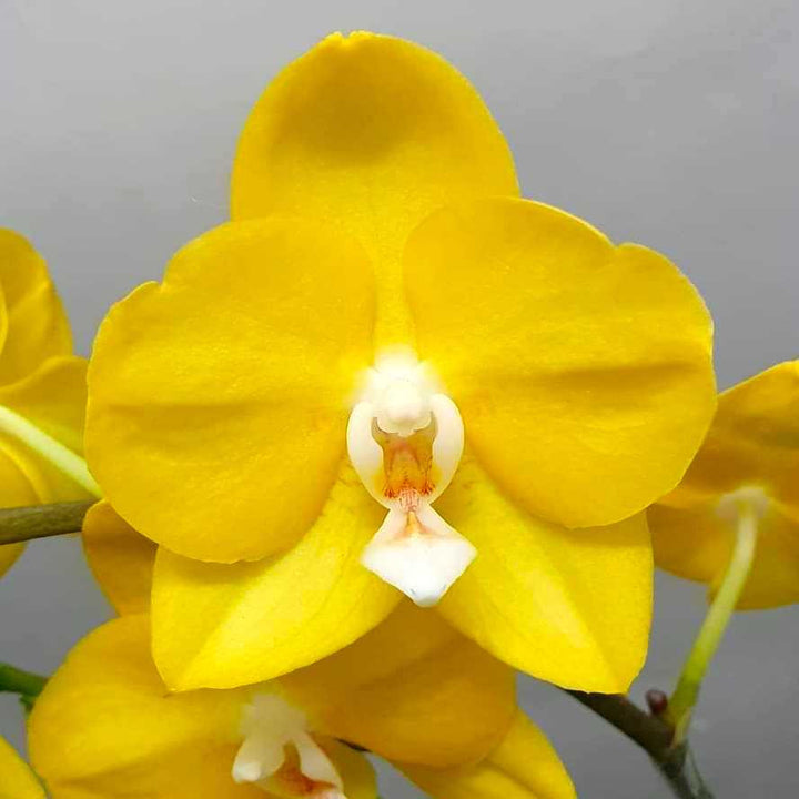 Phalaenopsis Sogo Shito