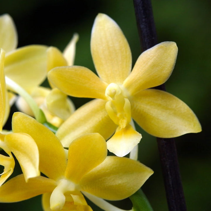 Phalaenopsis Stone Dance