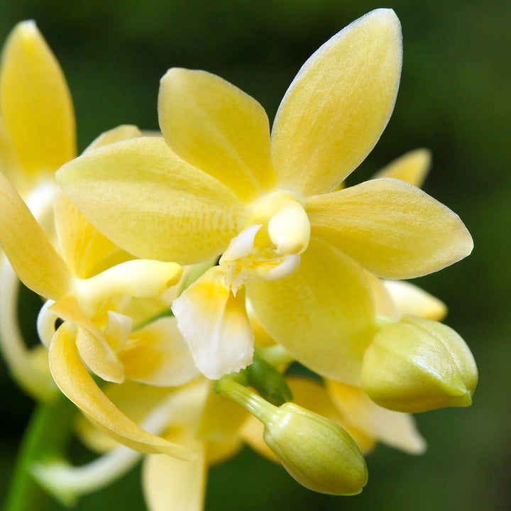 Phalaenopsis Stone Dance