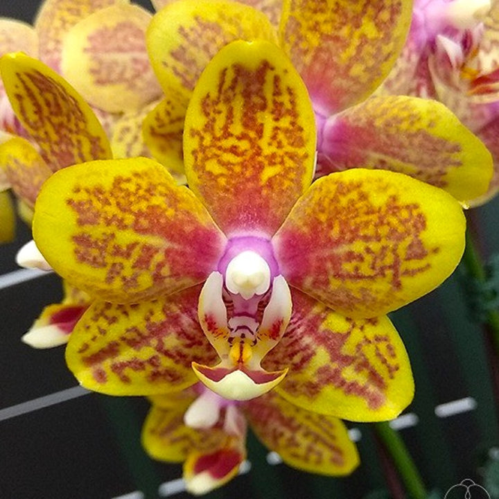 Phalaenopsis Twilight Angel '553'