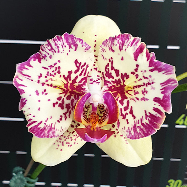 Phalaenopsis I-Hsin Spot Leopard (peloric)