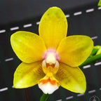 Phalaenopsis Yellow Wave '532' *parfumat