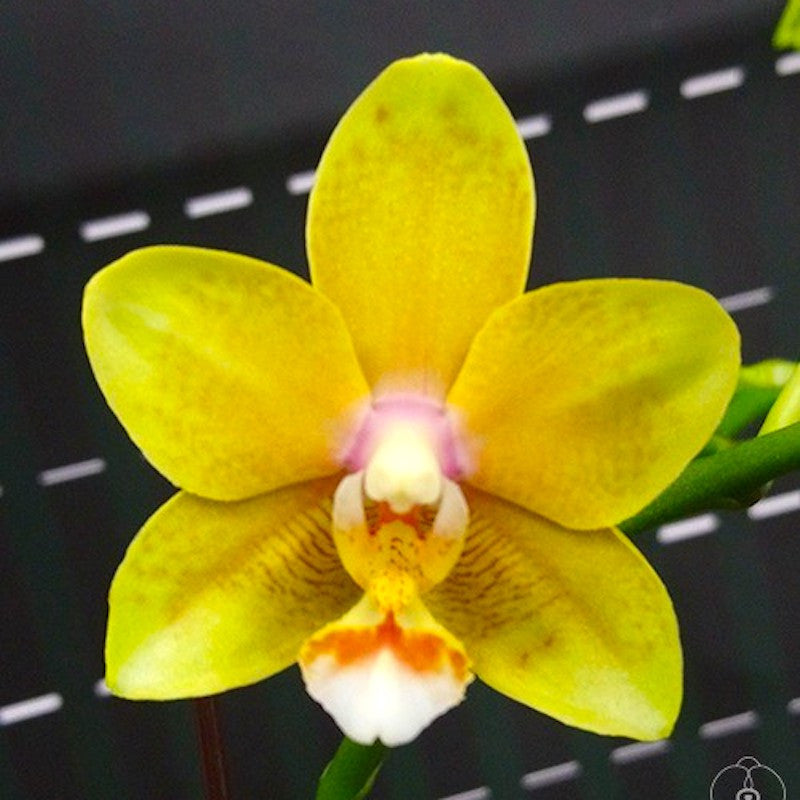 Phalaenopsis Yellow Wave '532' *parfumat