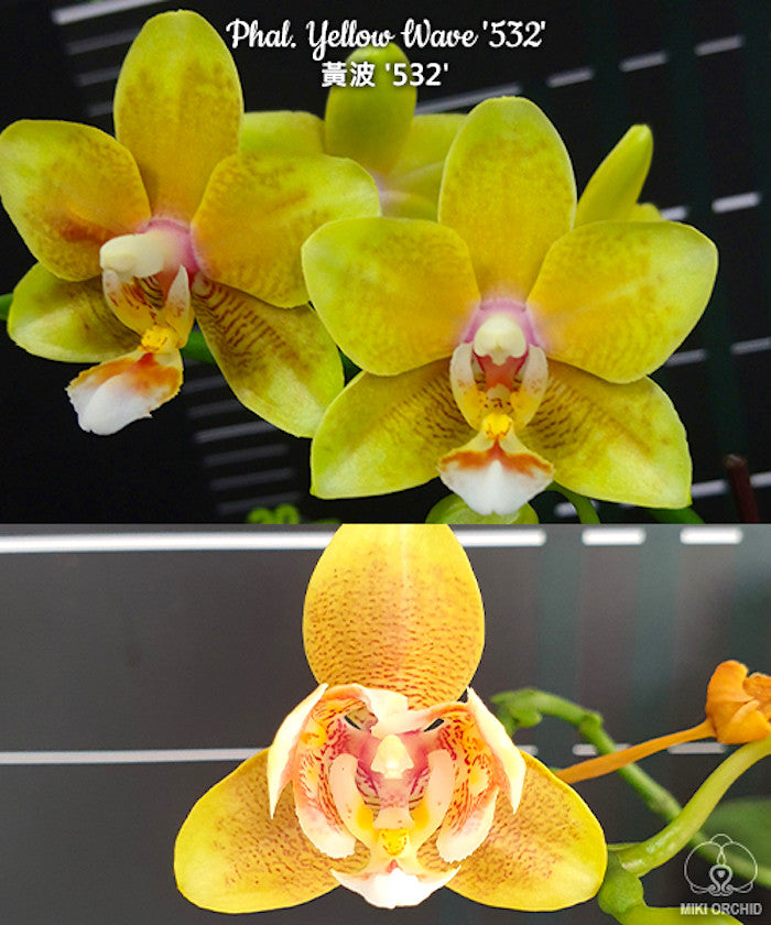 Phalaenopsis Yellow Wave '532' *parfumat