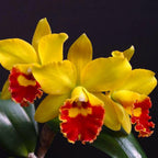 Rlc. Husky Boy 'Michael'