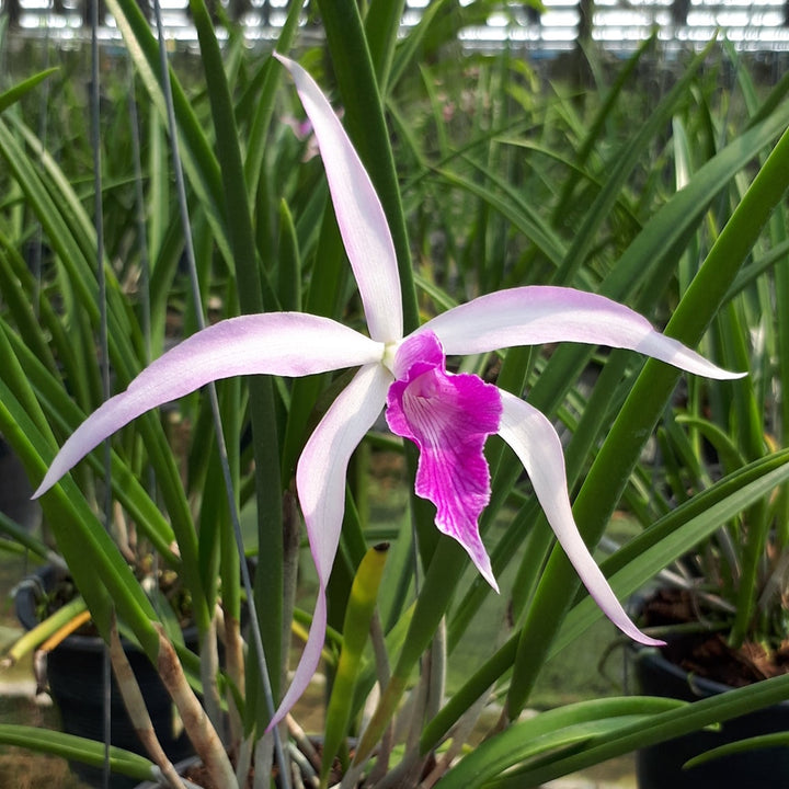 Brassocattleya Amethyst (C. purpurata × B. cucullata)