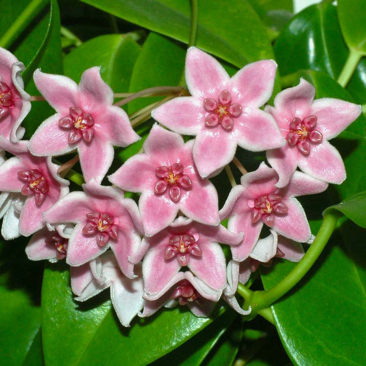 Hoya tannaensis