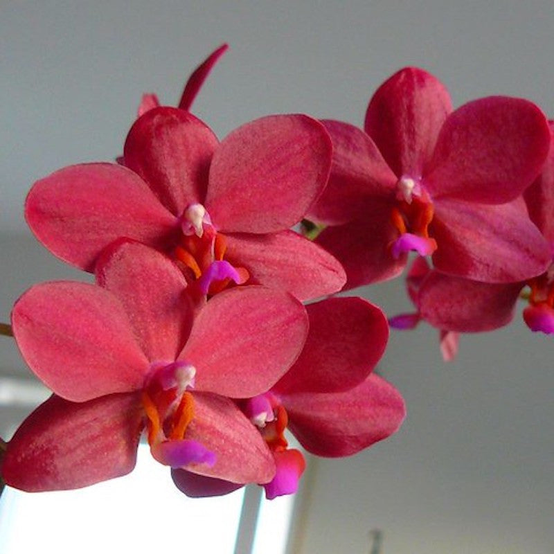 Phalaenopsis Buddha's Treasure