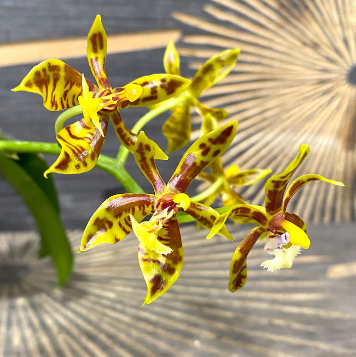 Phalaenopsis mannii