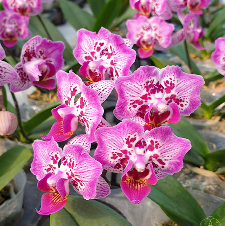 Phalaenopsis Formosa Cranberry 'Wilson'