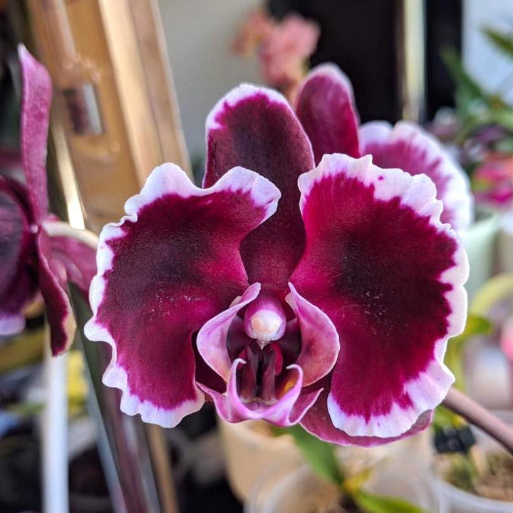 Phalaenopsis Summer Breath ( Sogo Yukidian × Chian Xen Pearl)