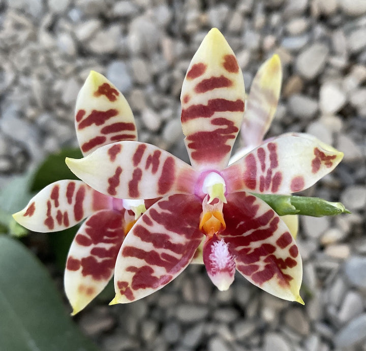 Phalaenopsis Corning-Ambo (corningiana × amboinensis)