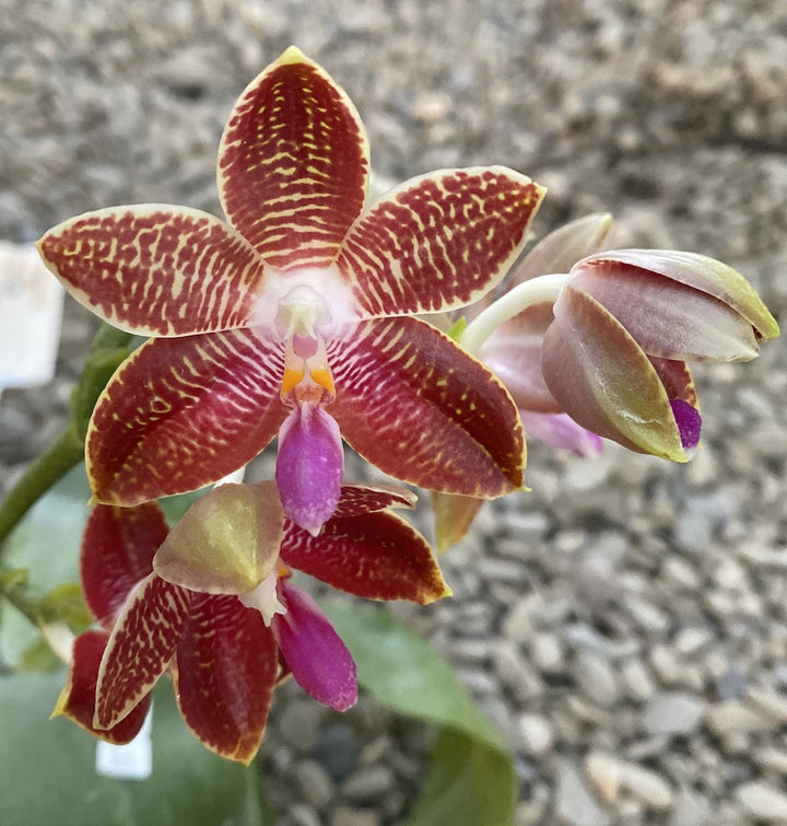 Phalaenopsis Corning-Ambo (corningiana × amboinensis)