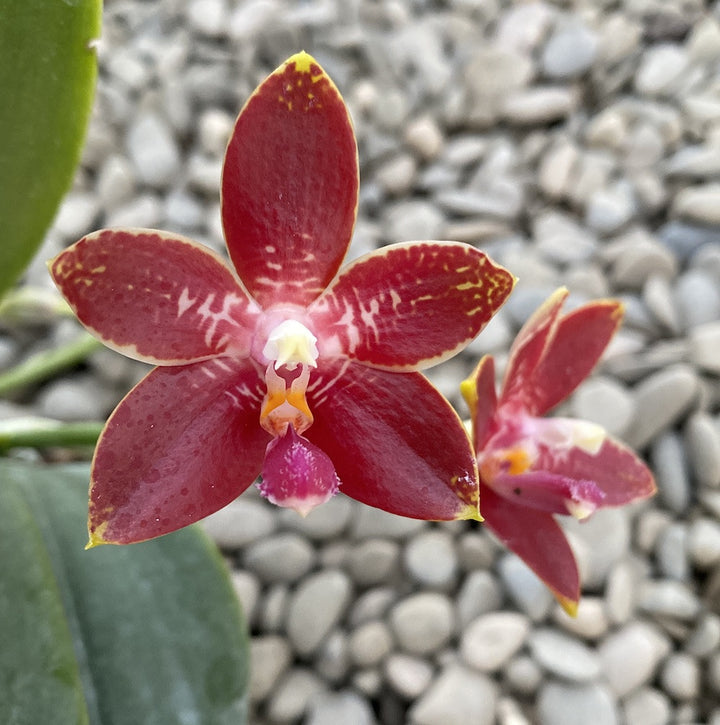 Phalaenopsis Corning-Ambo (corningiana × amboinensis)