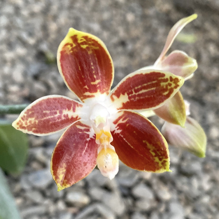 Phalaenopsis Corning-Ambo (corningiana × amboinensis)