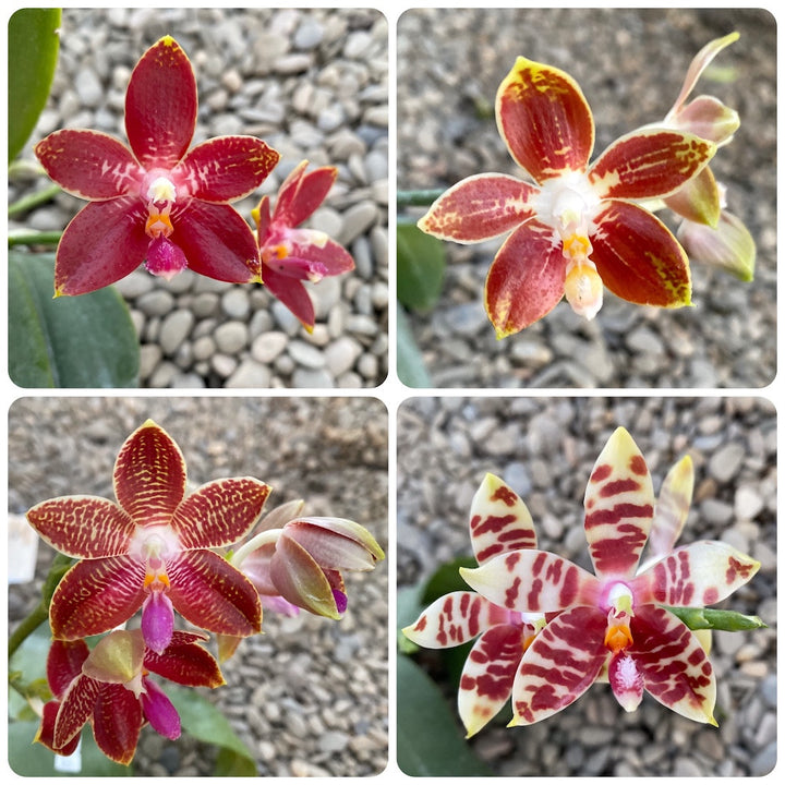 Phalaenopsis Corning-Ambo (corningiana × amboinensis)