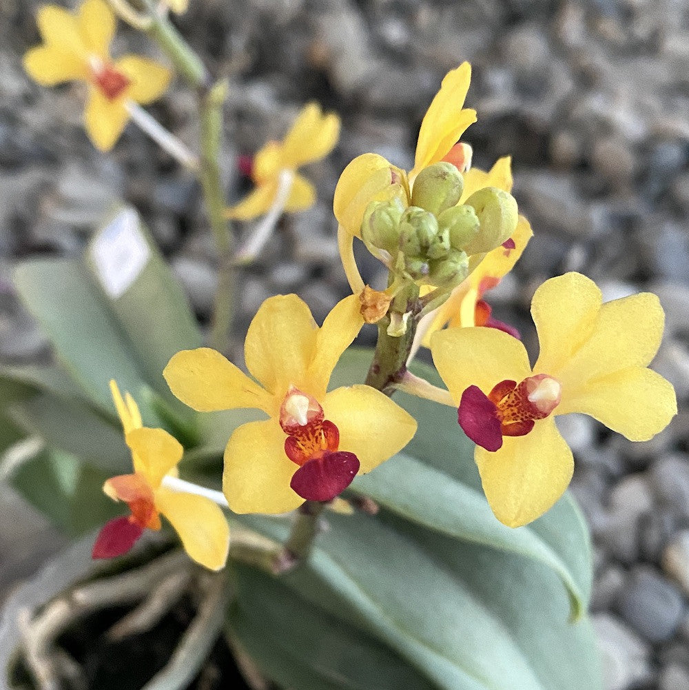 Orhidee Vdnps. Yih-Cheng Amanda (Phal. Anna-Larati Soekardi × V. miniata)
