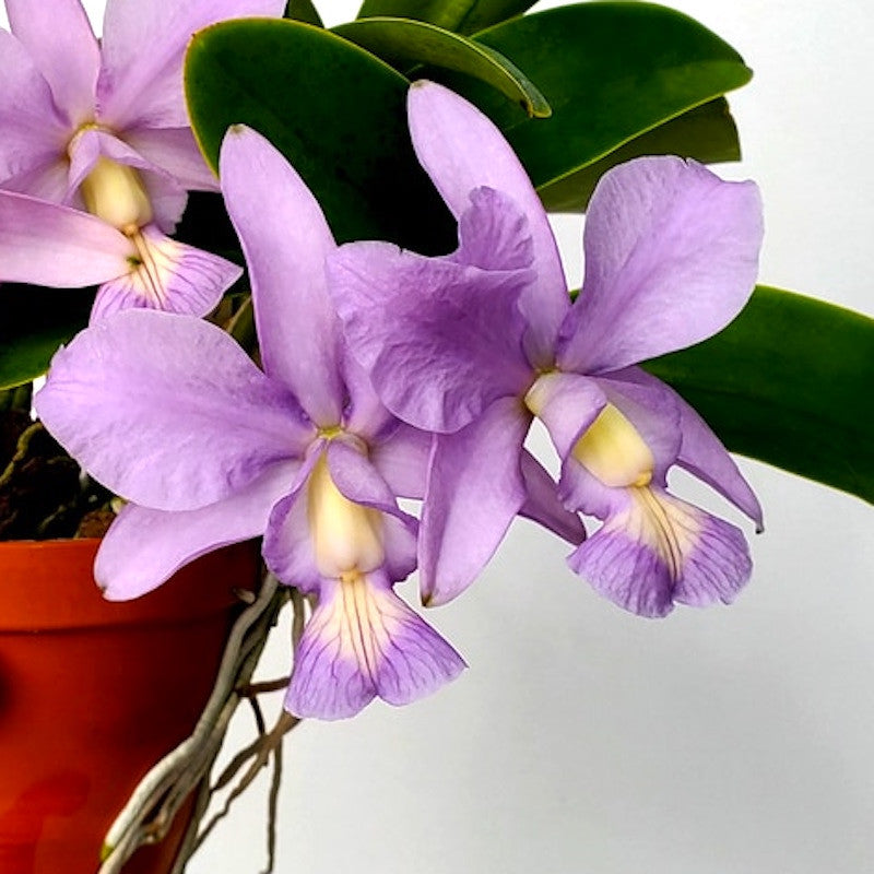 Cattleya nobilior var. coerulea