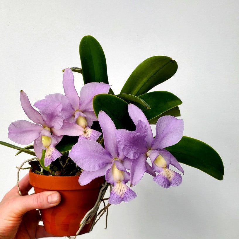 Cattleya nobilior var. coerulea
