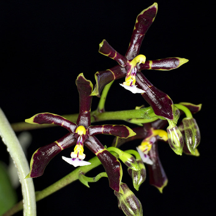 Phalaenopsis mannii 'Black'