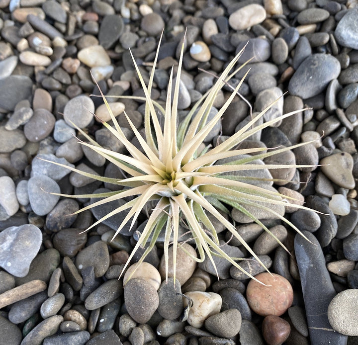 Tillandsia Alba - planta aeriana