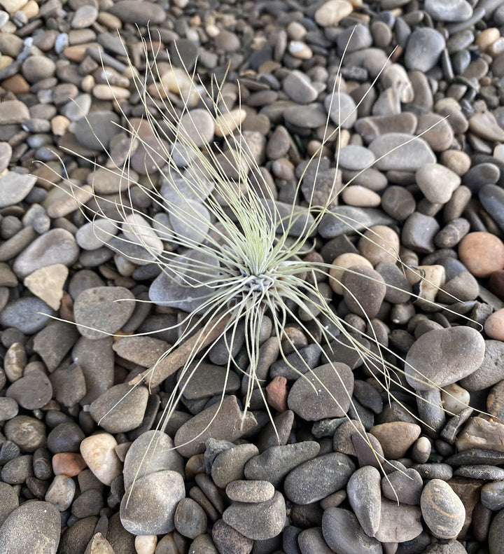 Comanda Planta de aer Tillandsia Argentea- pret online imbatabil!