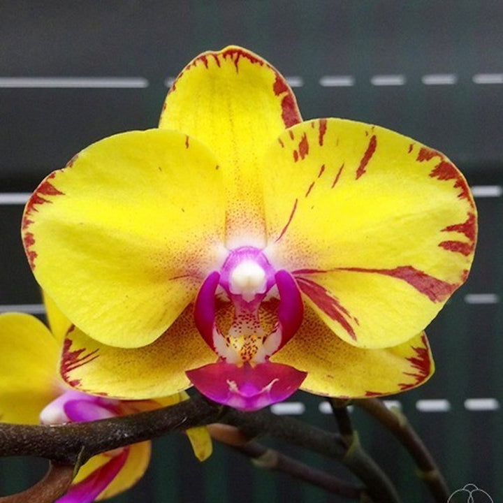 Phalaenopsis Sweet Girl