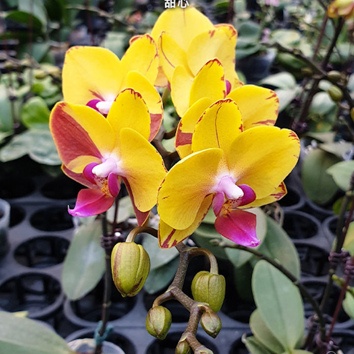 Phalaenopsis Sweet Girl