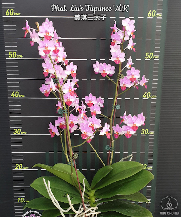 Phalaenopsis Liu's Triprince 'MK'