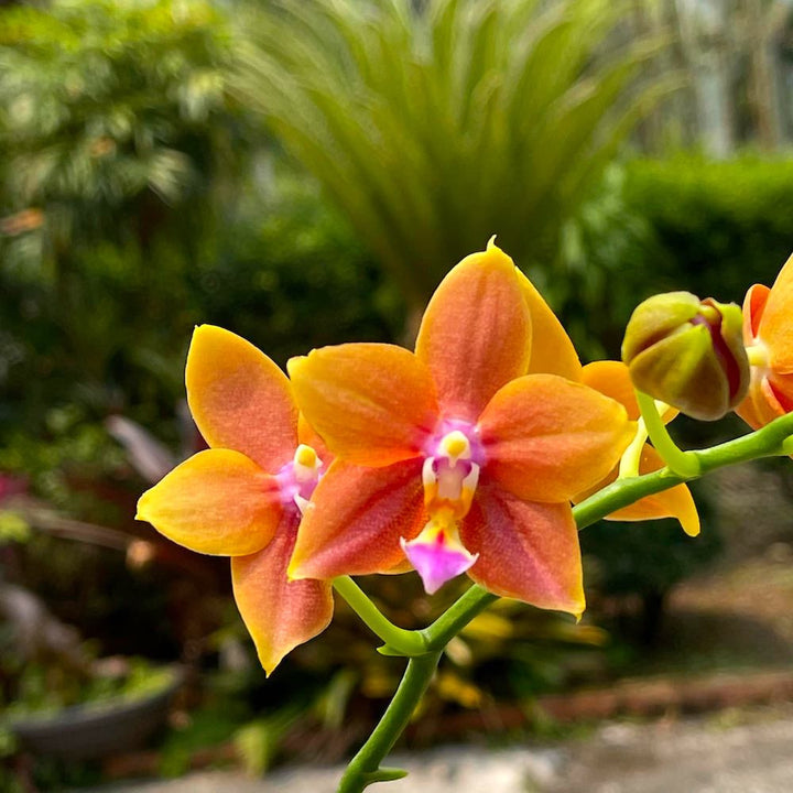 Phalaenopsis Meidarland Chambe