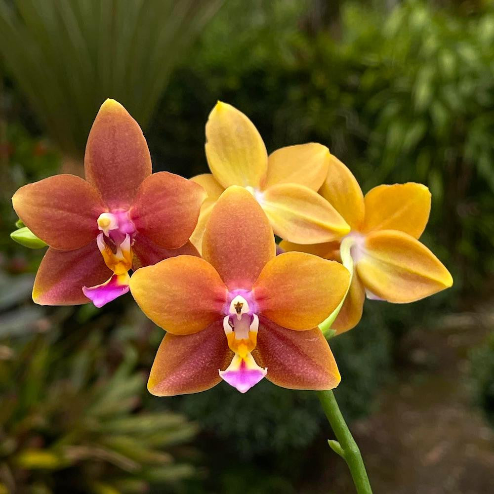 Phalaenopsis Meidarland Chambe