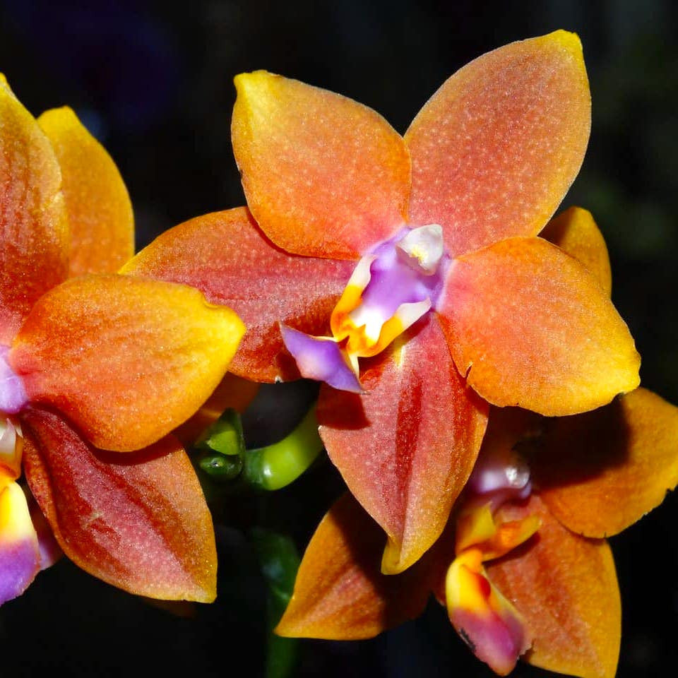 Phalaenopsis Meidarland Chambe