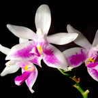 Phalaenopsis modesta
