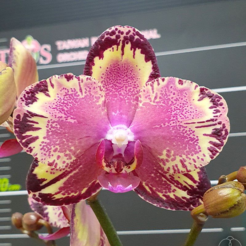 Phalaenopsis I-Hsin The Big Bang '959'