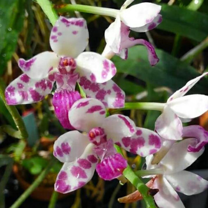 Rhnps. Dragon Charmy (Sedirea japonica × Rhy. gigantea)