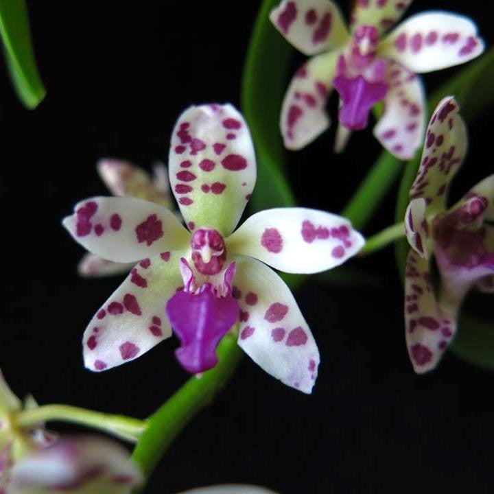 Rhnps. Dragon Charmy (Sedirea japonica × Rhy. gigantea)