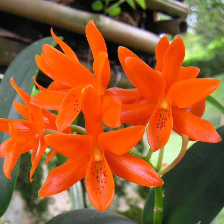 Guarianthe (syn. Cattleya) aurantiaca