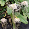 Orhidee Bulbophyllum masterianum × sib